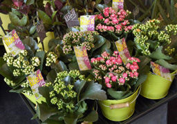 fleurs de balcon toulouse